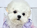 Tiny Korean Pretty Dolly Face Bichon Frise - Labu