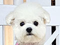 Mini Korean Pretty Dolly Face Bichon Frise - Liana