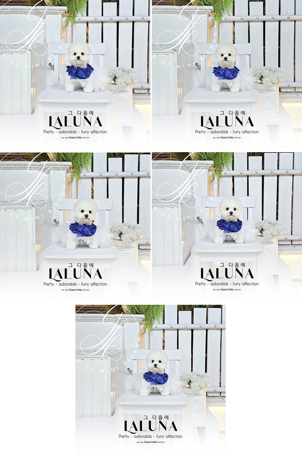 Tiny Korean Pretty Dolly Face Bichon Frise - Laluna