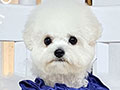 Tiny Korean Pretty Dolly Face Bichon Frise - Laluna