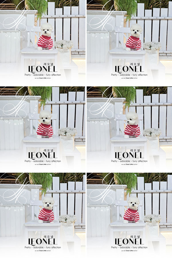 Mini Korean Pretty Dolly Face Bichon Frise - Leonel