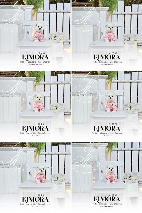 Superb Tiny Korean Pretty Dolly Face Bichon Frise - Kimora