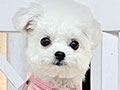 Superb Tiny Korean Pretty Dolly Face Bichon Frise - Kimora