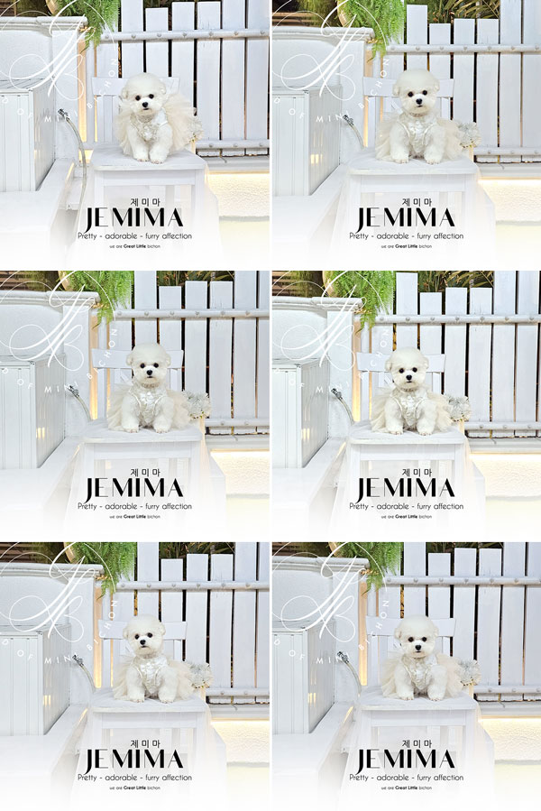 Tiny Korean Pretty Dolly Face Bichon Frise - Jemima