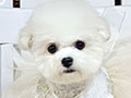 Tiny Korean Pretty Dolly Face Bichon Frise - Jemima