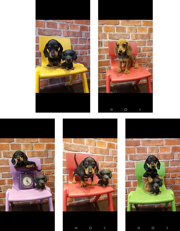 Dijual Anak Dachshund Tekel Supermini
