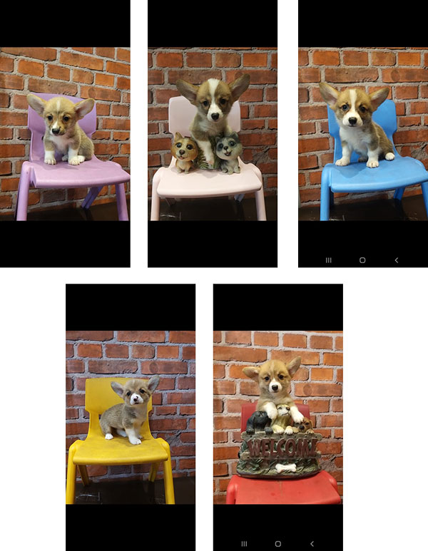 Jual Mini Corgi
