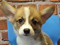 Jual Mini Corgi