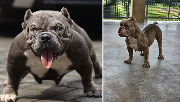 Indukan American Bully Proven Dan Produktif