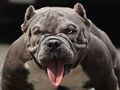 Indukan American Bully Proven Dan Produktif