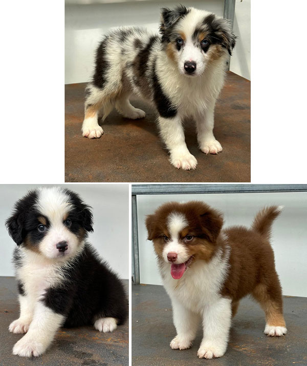 The Castle Present Australian Shepherd Puppies