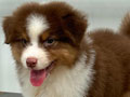 The Castle Present Australian Shepherd Puppies