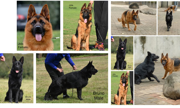 German Shepherd Male & Female Impor