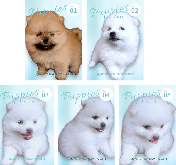 Jual Mini Pom High Quality