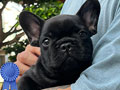 Puppy French Bulldog Male