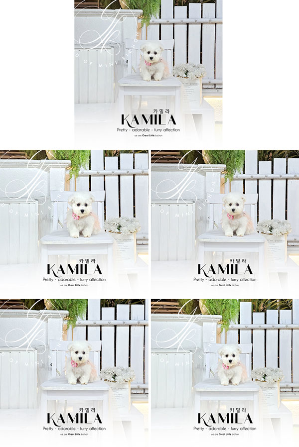 Mini Korean Pretty Dolly Face Bichon Frise - Kamila
