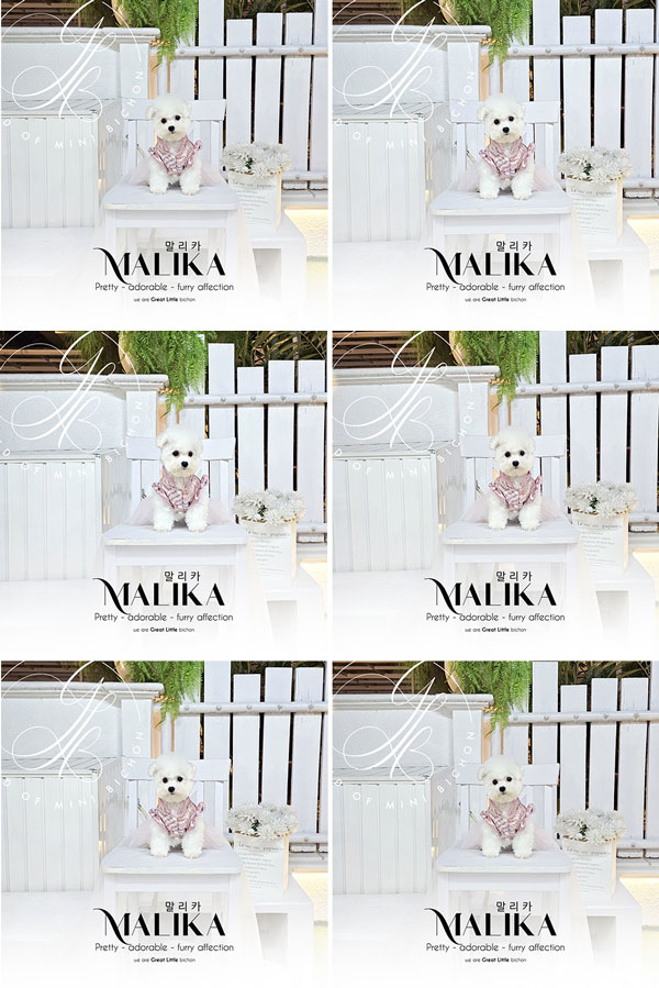 Tiny Korean Pretty Dolly Face Bichon Frise - Malika