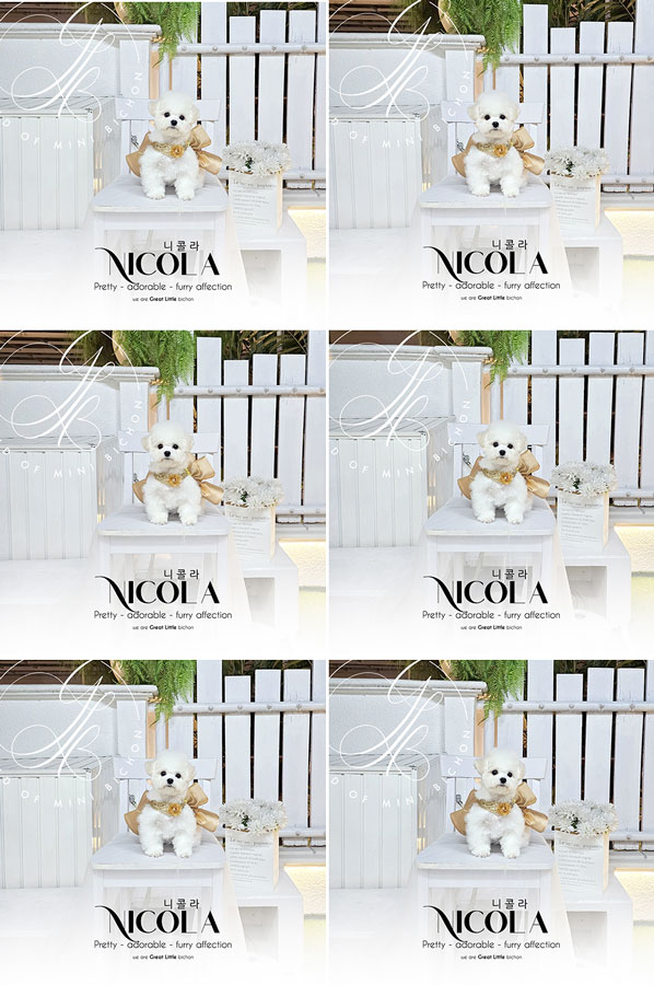 Tiny Korean Pretty Dolly Face Bichon Frise - Nicola