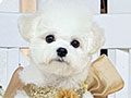 Tiny Korean Pretty Dolly Face Bichon Frise - Nicola