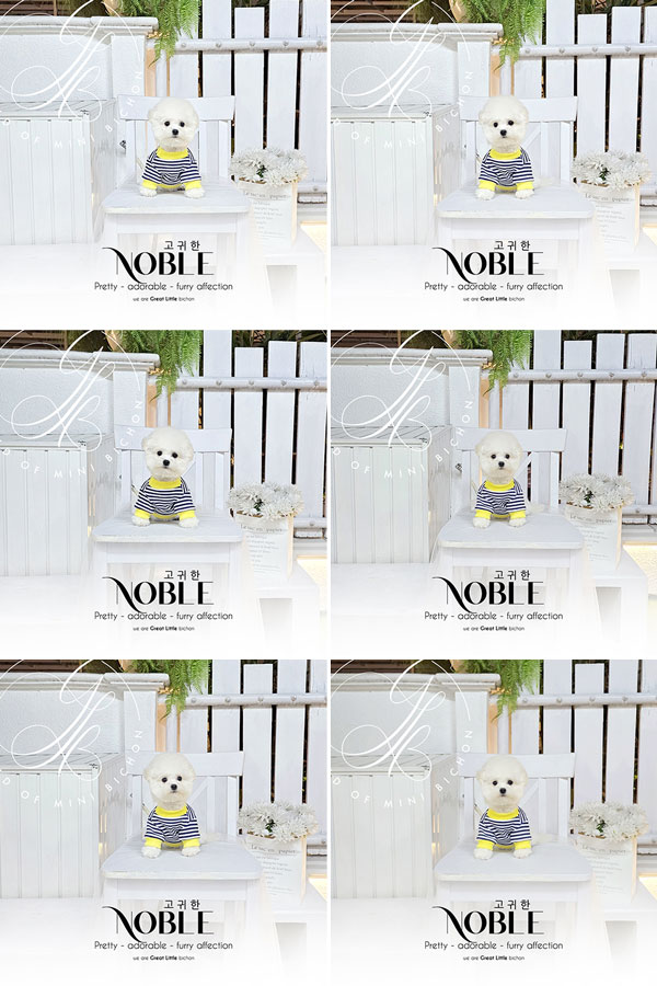 Tiny Korean Pretty Dolly Face Bichon Frise - Noble