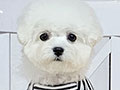 Superb Tiny Korean Pretty Dolly Face Bichon Frise - Otto