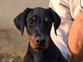 Dobermann Puppies Special Bloodline
