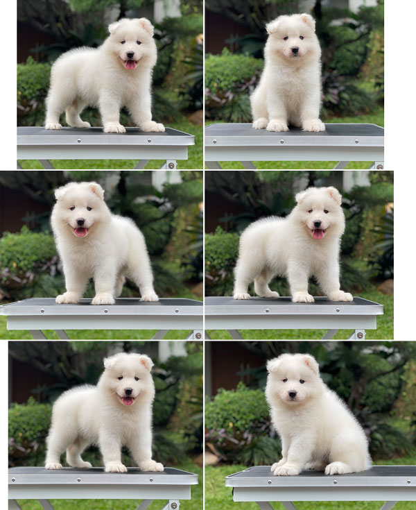 For Sale Puppy Female Samoyed