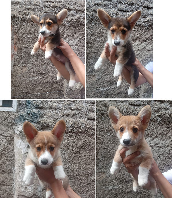 Jual Anakan Corgi Jantan Betina