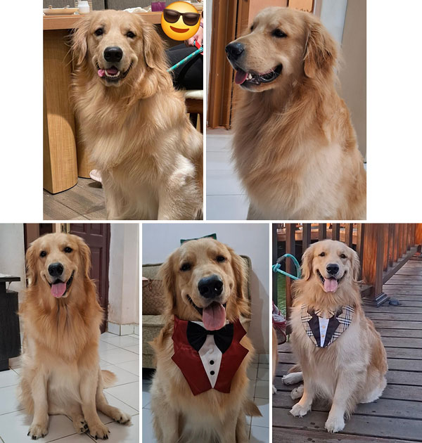 Pejantan Golden Retriever : GRC The Star of Zidane