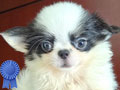 Jual Chihuahua Longhair