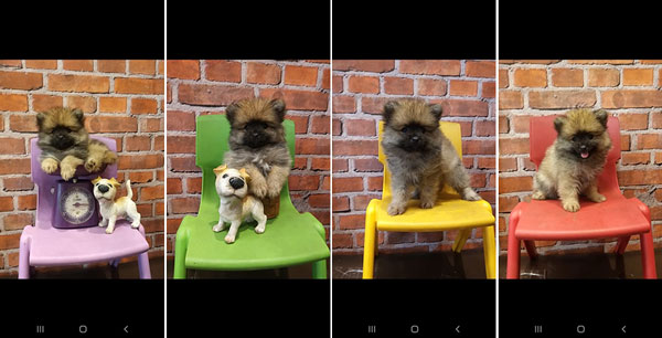 Supermini Pomeranian