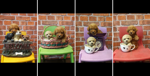 Jual Poodle Puppies