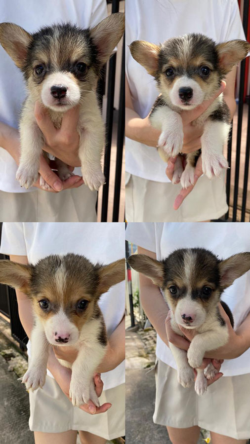 Dijual Murah 4 Tricolor Female Corgi