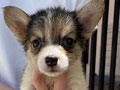 Dijual Murah 4 Tricolor Female Corgi