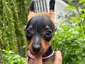 Jual Miniature Pinscher