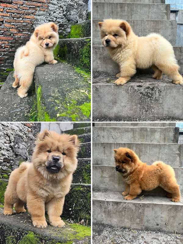 For Sale 2 Male Chow Chow