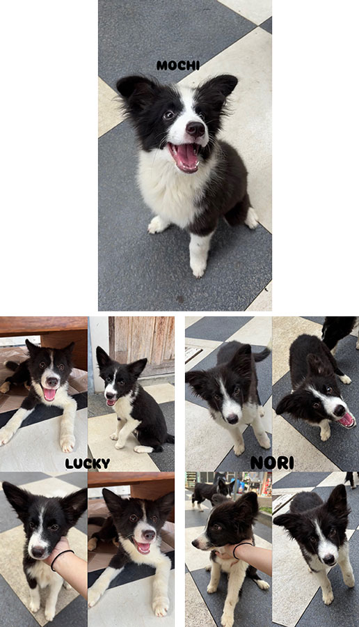 Jual Border Collie Puppy