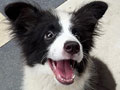 Jual Border Collie Puppy