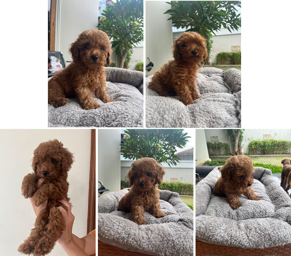 For Sale 3 Puppy Red Toy Poodle