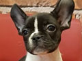 Jual French Bulldog