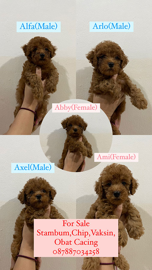 Dijual 5 Anakan Poodle