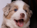 Mini Aussie Puppies