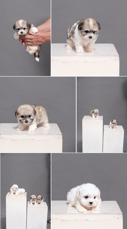 Coton de Tulear Puppies