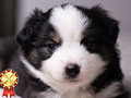 Mini Aussie Puppies Very Rare In Indonesia