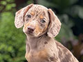 For Sale Puppy Female Daple Miniature Dachshund