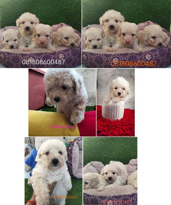 Flash Sale Puppy Tiny Toy Poodle Bloodline Import