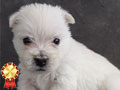 Westie Terrier Jantan Betina