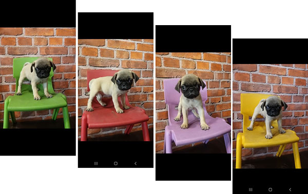 Jual Mini Pug