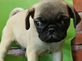 Jual Mini Pug