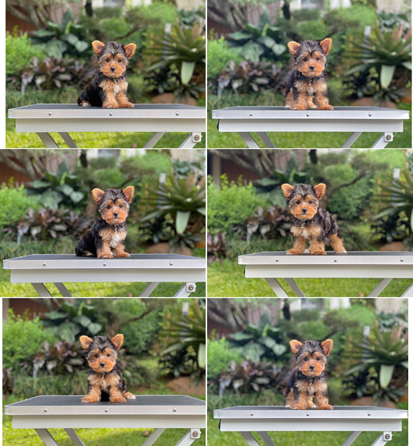 For Sale Puppy Mini Female Yorkshire Terrier